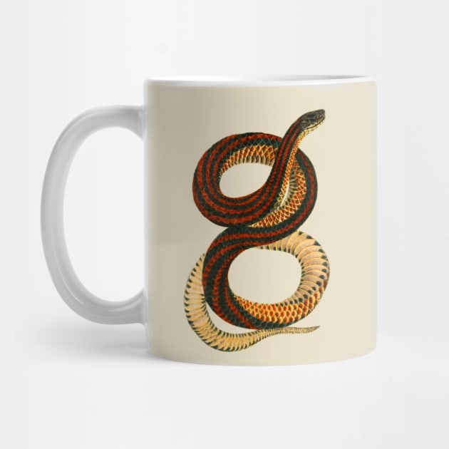 erpent,cobra,reptile,viper,venom,lizard,rattlesnake,king cobra by vabontchi